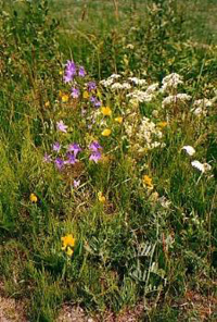 Ängsklocka, rölleka, smörblomma och gulvial - Foto: Hjördis Persson